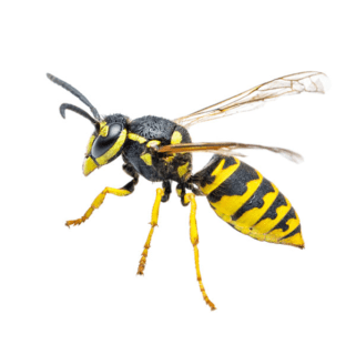 Yellowjacket up close white background